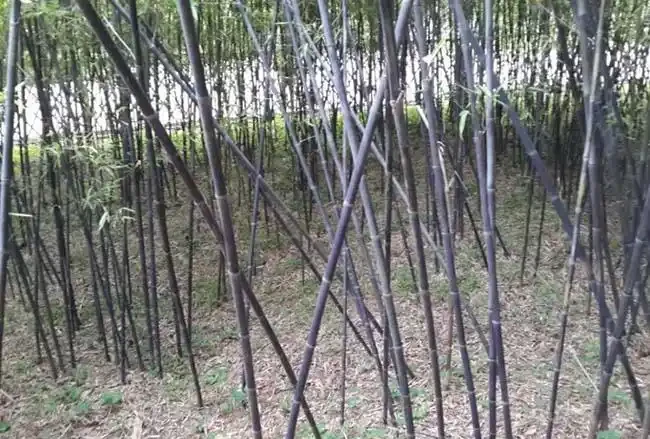 <a href='https://www.lvbad.com/zhumiaozhuzi/3447.html' target='_blank'>紫竹</a>