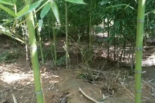 竹子的葉子發黃是怎麼回事
