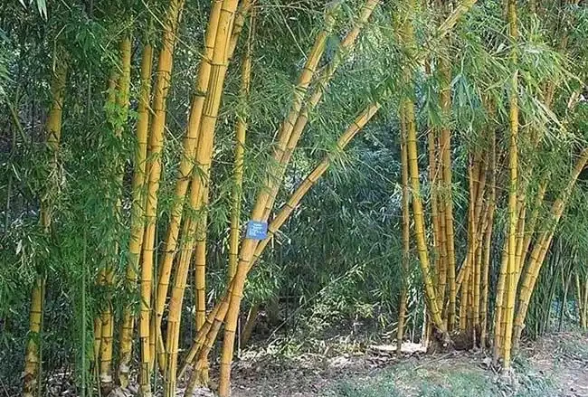 <a href='https://www.lvbad.com/zhumiaozhuzi/3443.html' target='_blank'>黃槽竹</a>