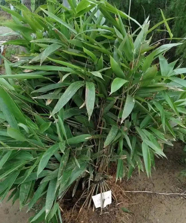 <a href='https://www.lvbad.com/zhumiaozhuzi/3450.html' target='_blank'>箬竹</a>