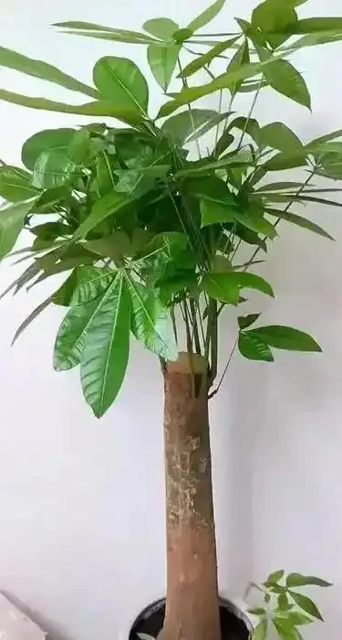發財樹養護3絕招!葉大油亮招財