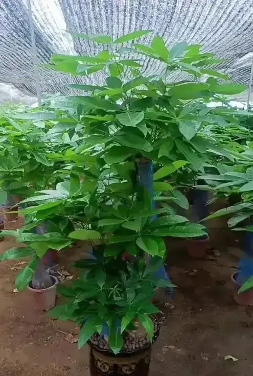 發財樹養護3絕招!葉大油亮招財