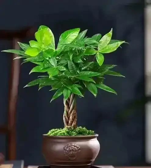 發財樹養護3絕招!葉大油亮招財