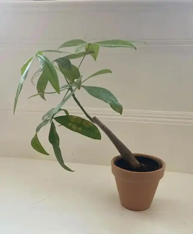 發財樹葉子發蔫下垂