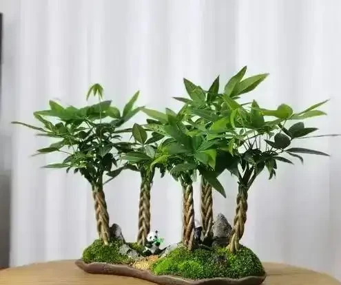 發財樹養護3絕招!葉大油亮招財