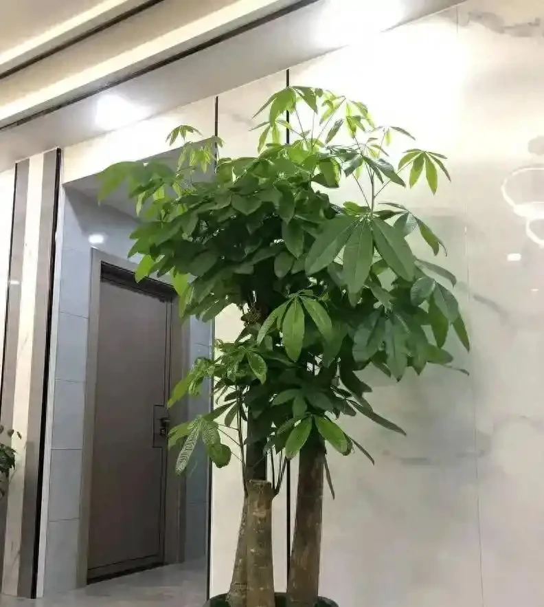 發財樹養護3絕招!葉大油亮招財