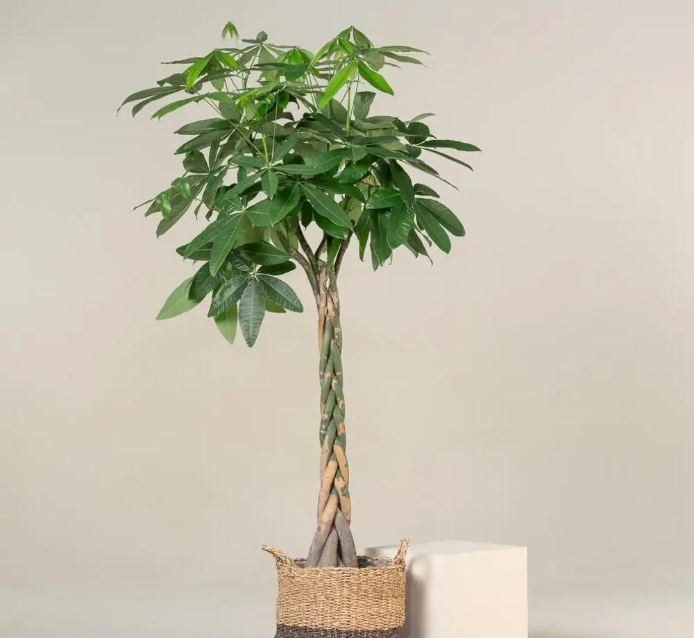 術後養護