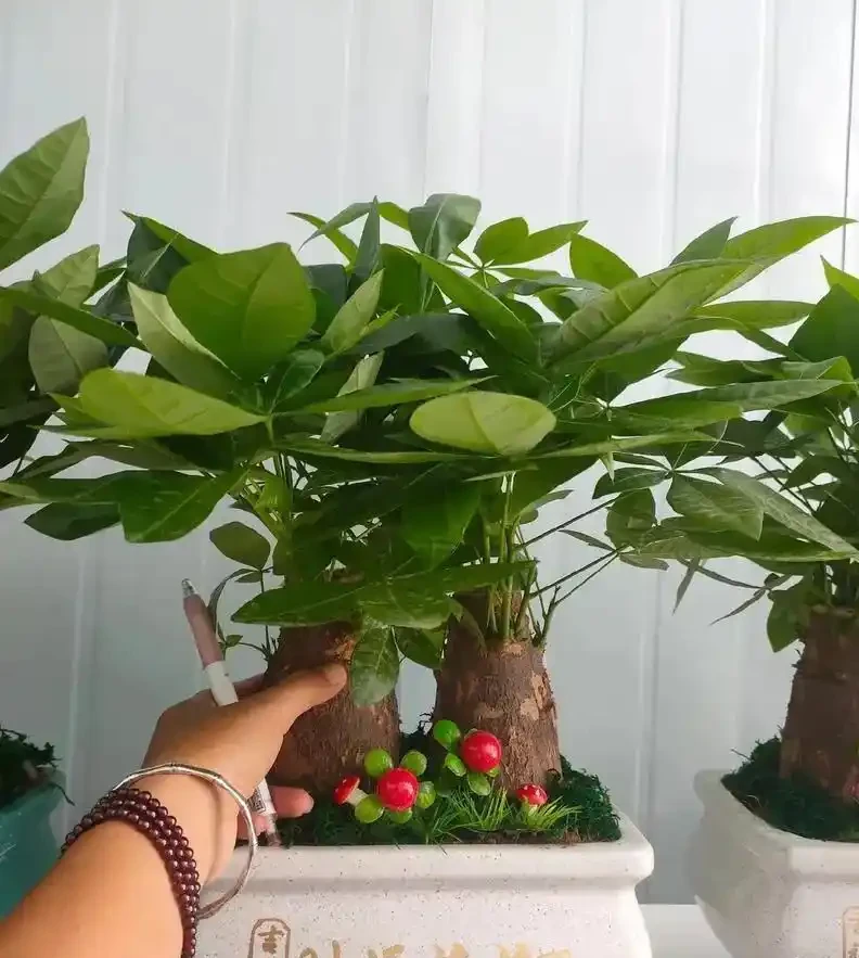 發財樹養護3絕招!葉大油亮招財