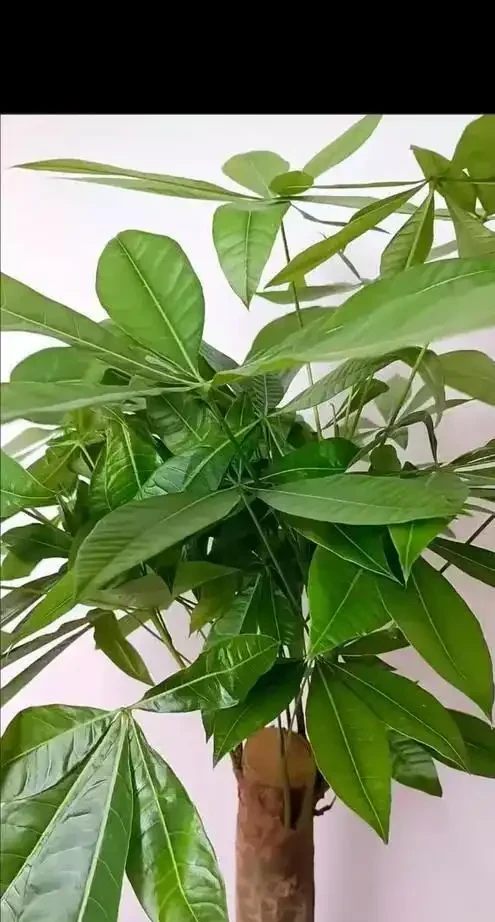 發財樹養護3絕招!葉大油亮招財