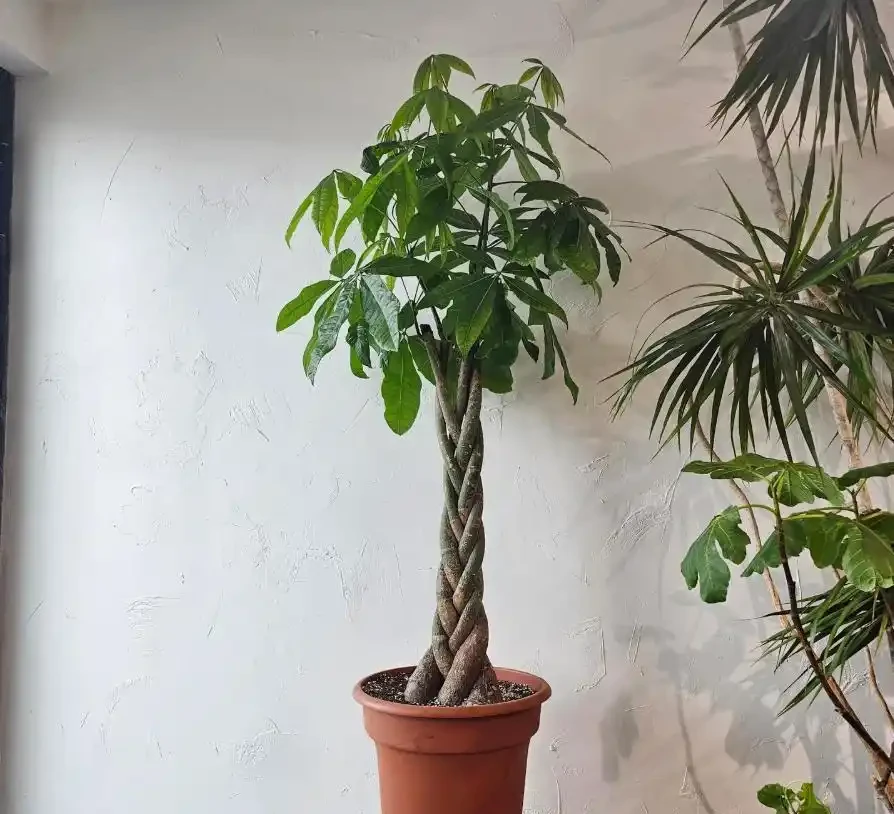 預防與長期管理