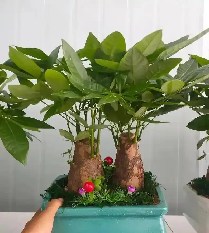 發財樹養護3絕招!葉大油亮招財