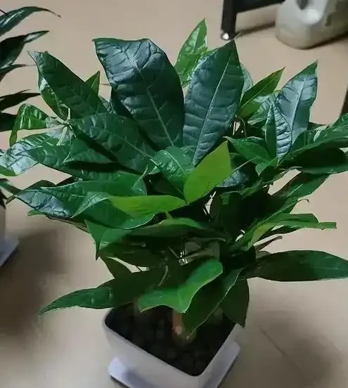 發財樹養護3絕招！葉大油亮招財
