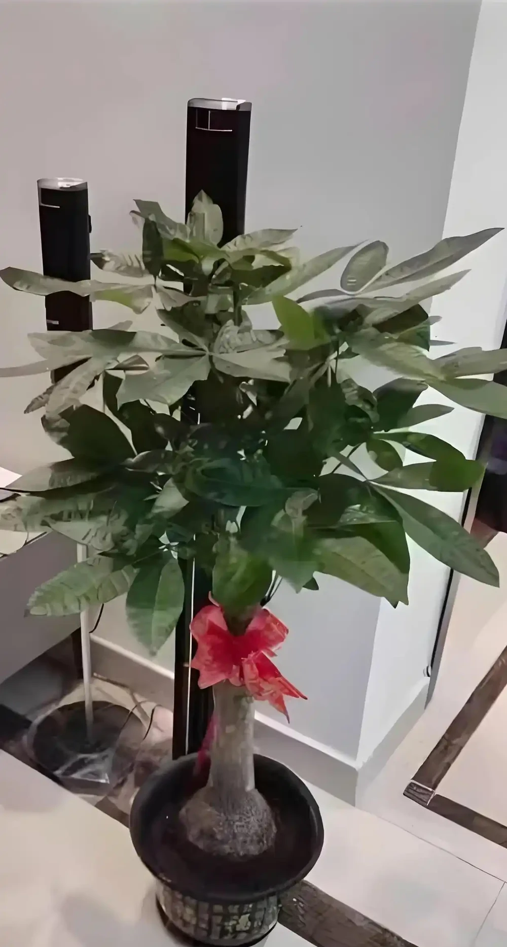 發財樹養護3絕招!葉大油亮招財