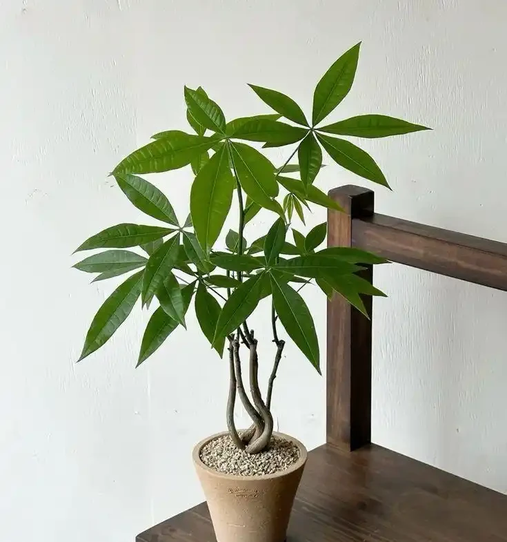 真實案例