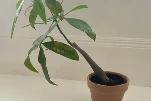 發財樹葉子發蔫下垂怎麼辦？99%的人都忽略了這個細節，難怪總養不活
