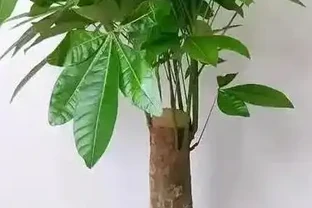 發財樹養護3絕招！葉大油亮招財