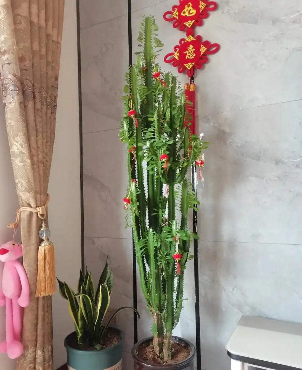 6種花能「鎮宅」,家中放一盆,安全感爆棚,吉祥還好養!