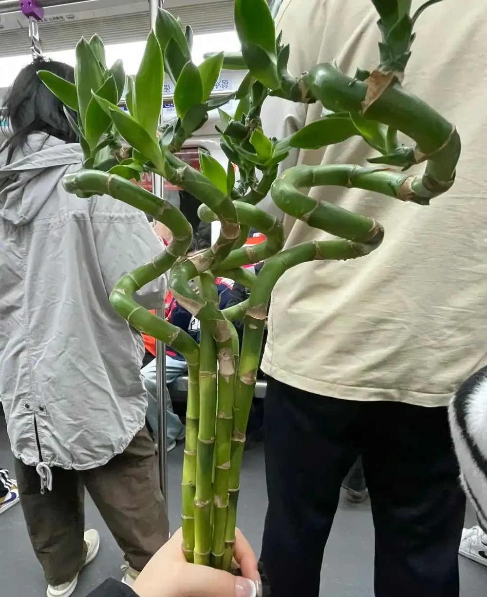 6種花能「鎮宅」,家中放一盆,安全感爆棚,吉祥還好養!