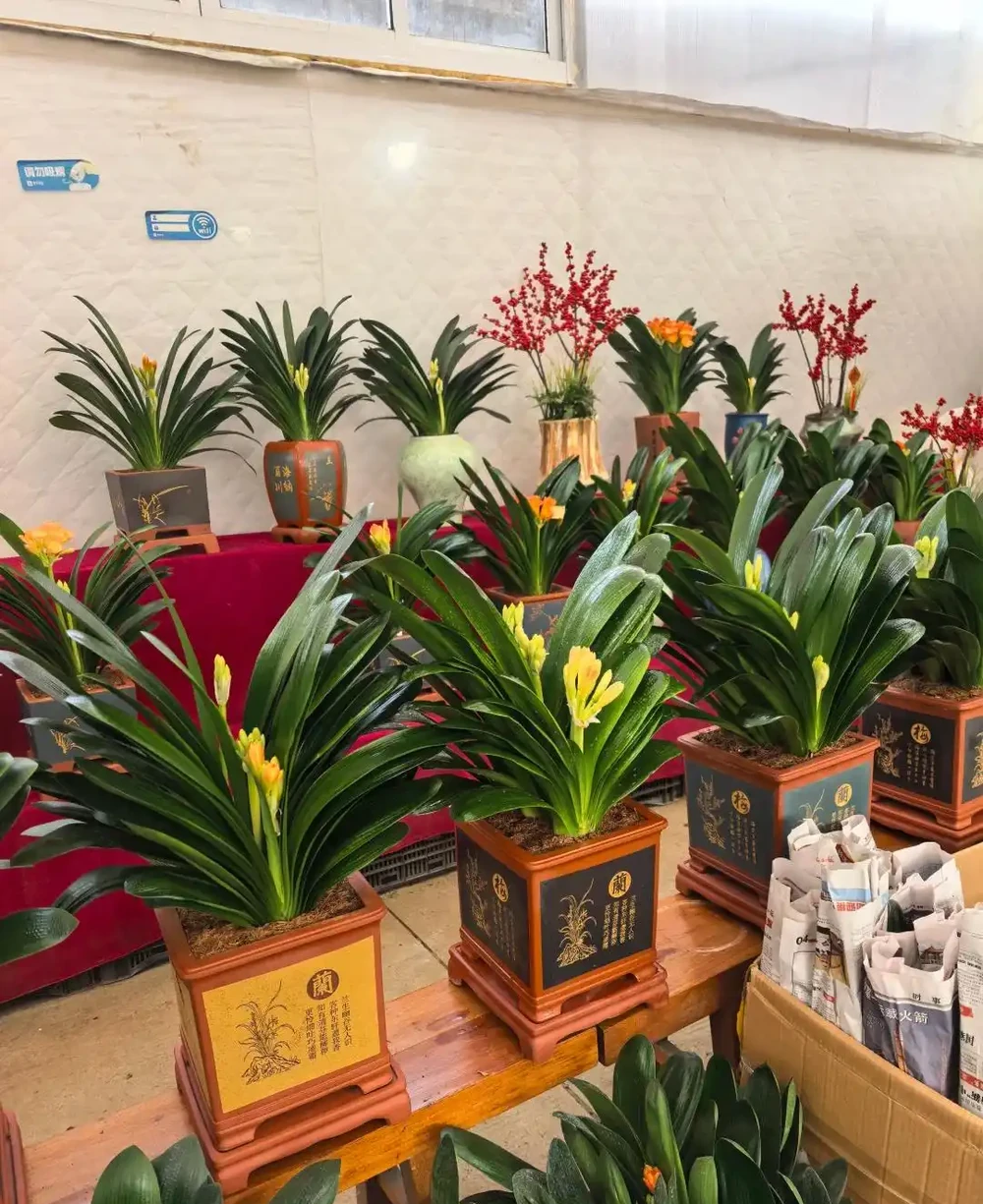 6種花能「鎮宅」,家中放一盆,安全感爆棚,吉祥還好養!