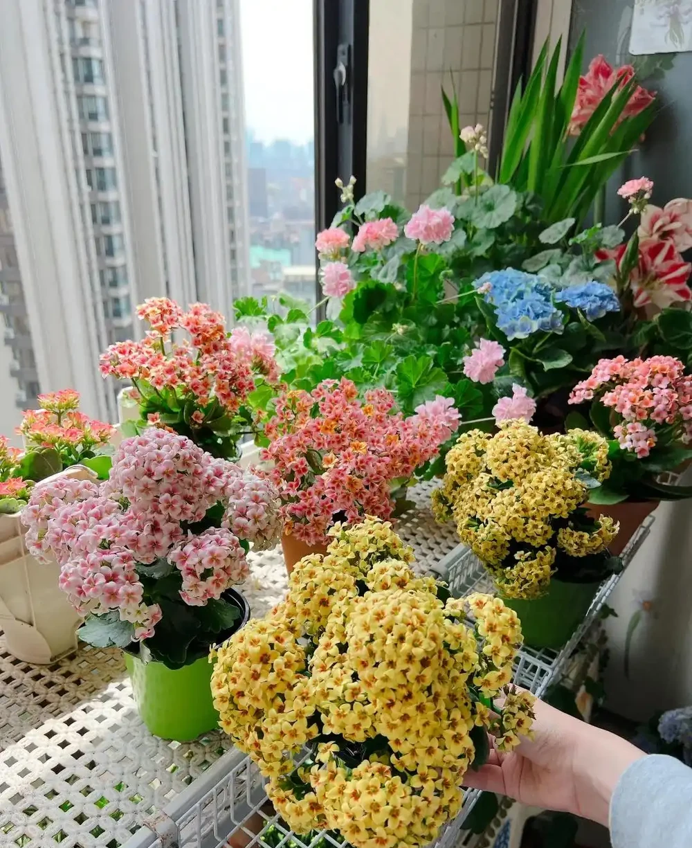 6種花能「鎮宅」,家中放一盆,安全感爆棚,吉祥還好養!