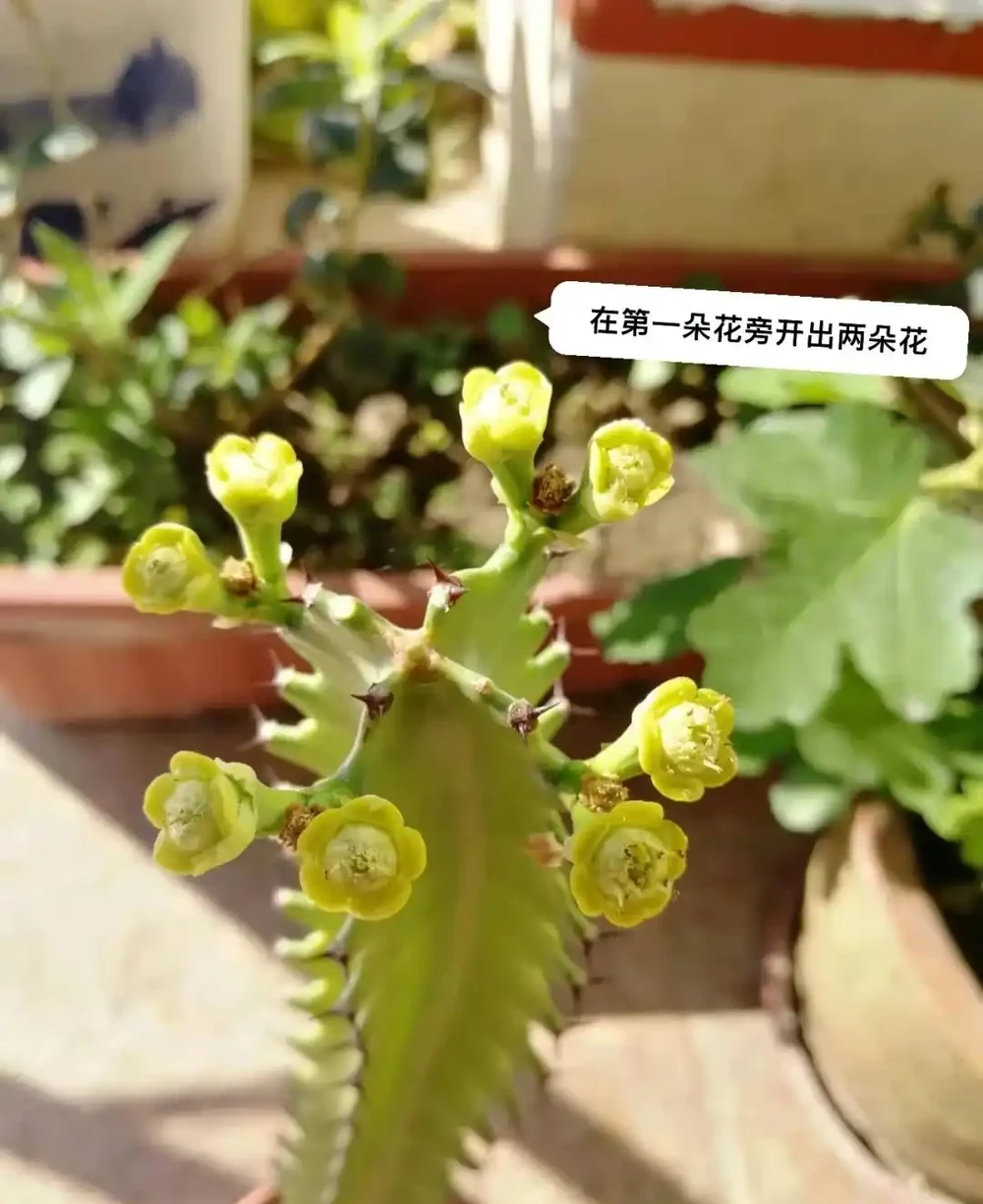 6種花能「鎮宅」,家中放一盆,安全感爆棚,吉祥還好養!