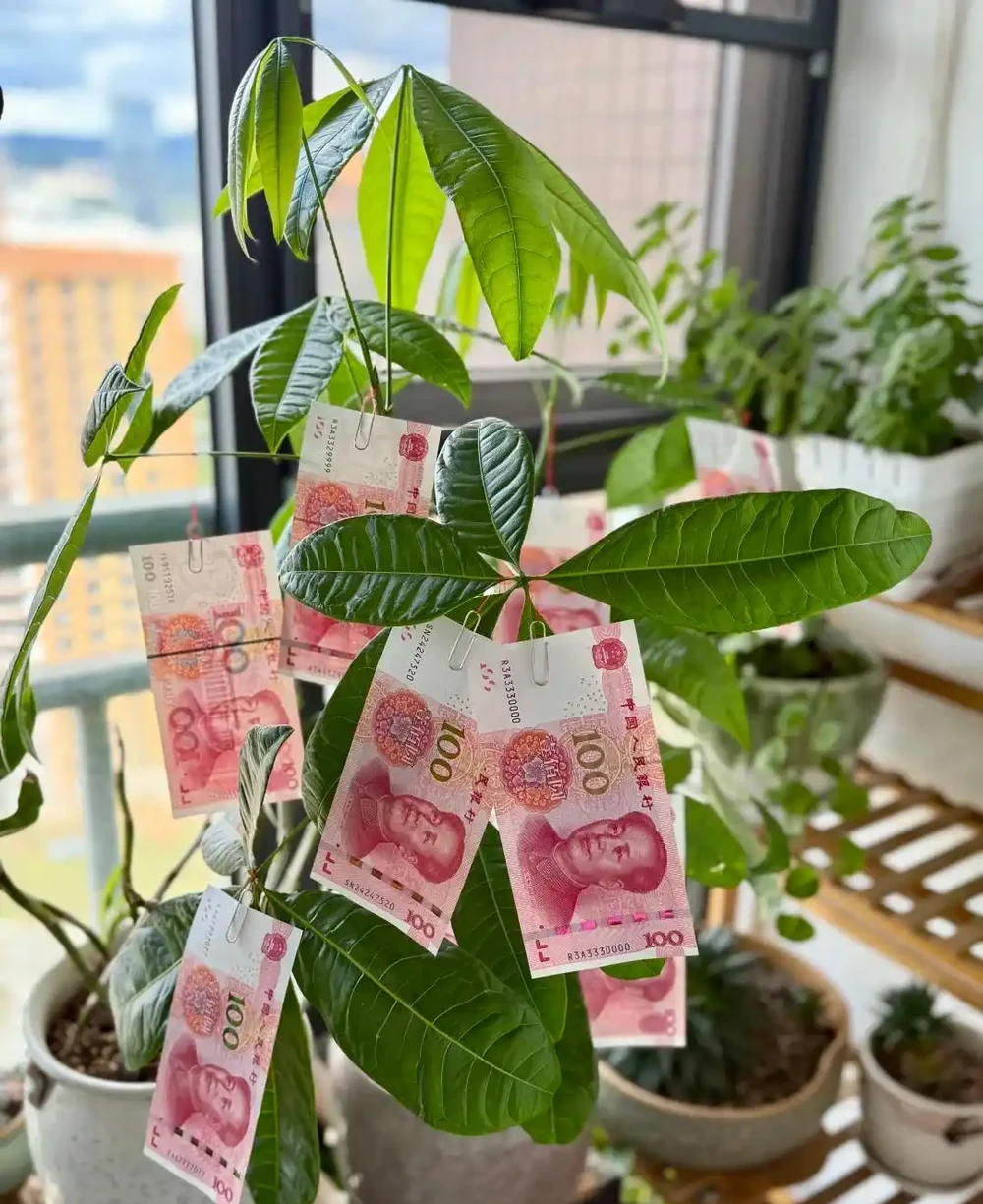 6種花能「鎮宅」,家中放一盆,安全感爆棚,吉祥還好養!