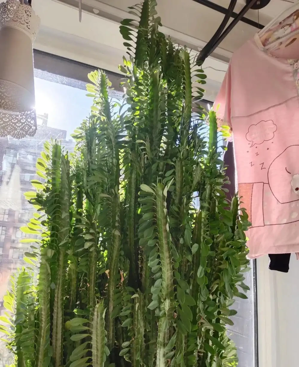 6種花能「鎮宅」,家中放一盆,安全感爆棚,吉祥還好養!