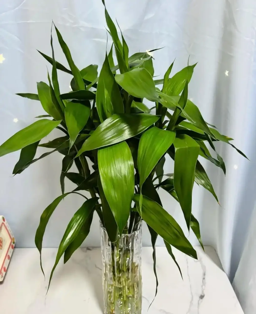 6種花能「鎮宅」,家中放一盆,安全感爆棚,吉祥還好養!