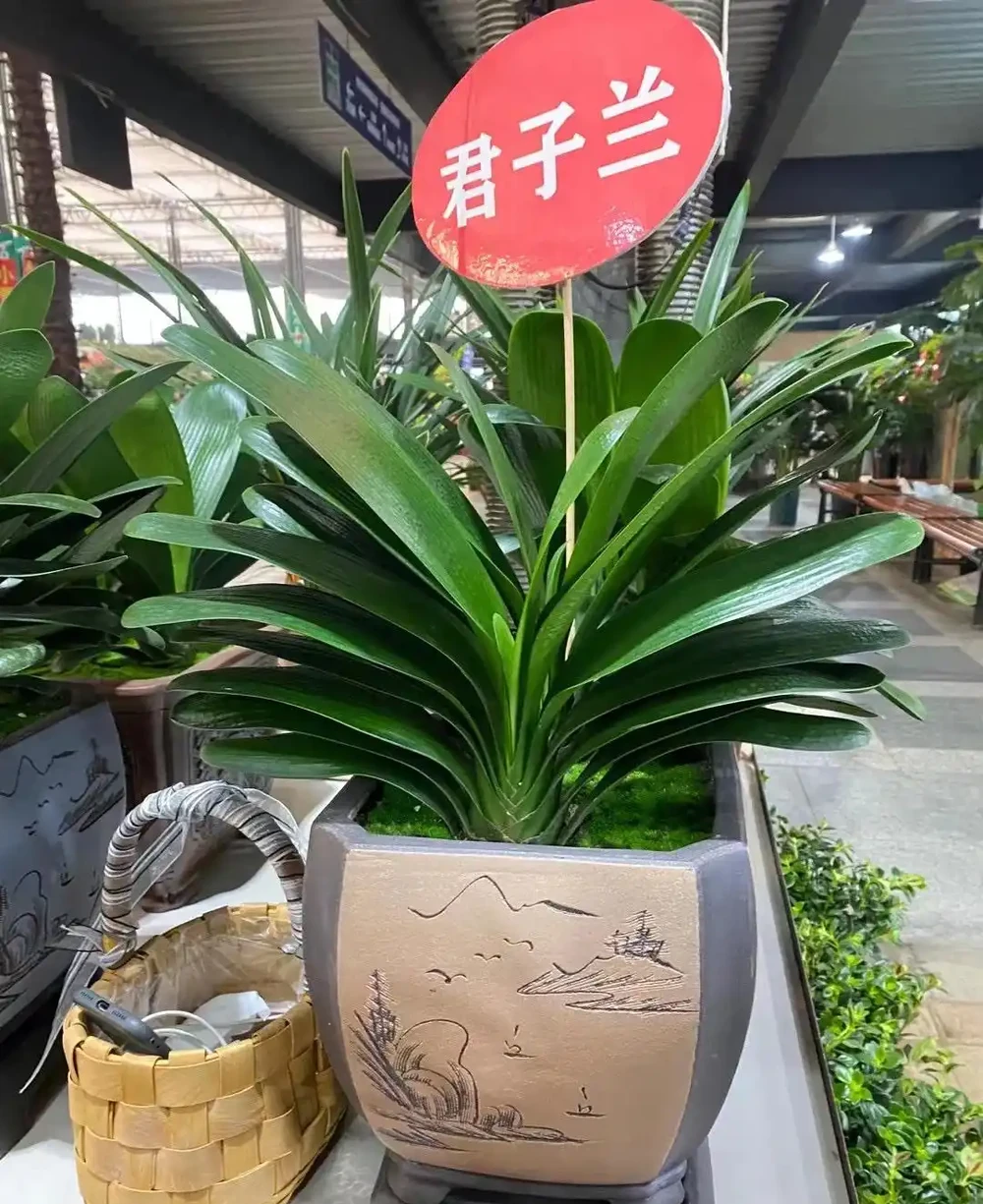 6種花能「鎮宅」,家中放一盆,安全感爆棚,吉祥還好養!