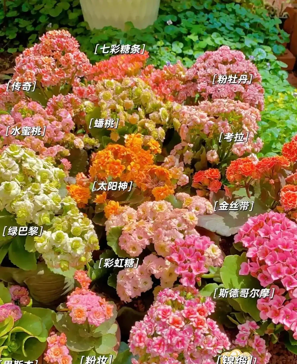 6種花能「鎮宅」,家中放一盆,安全感爆棚,吉祥還好養!