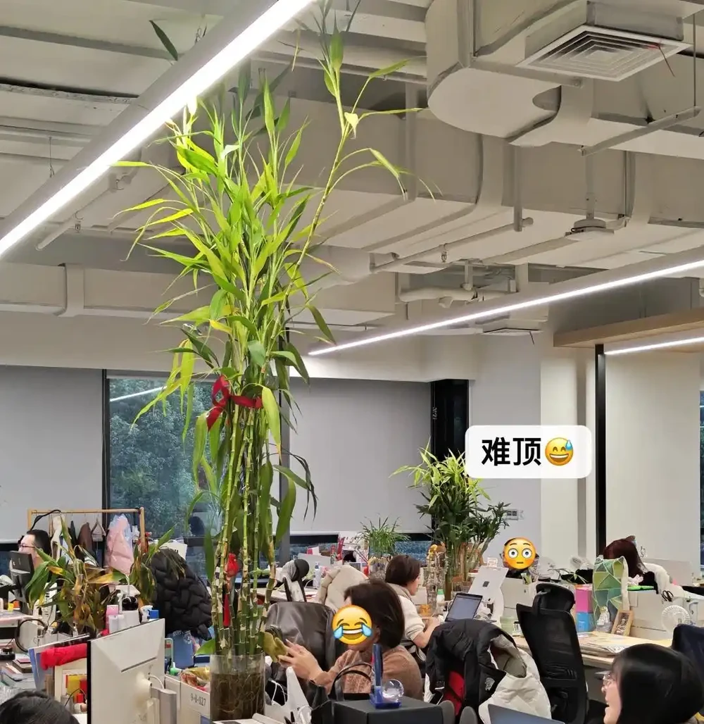 6種花能「鎮宅」,家中放一盆,安全感爆棚,吉祥還好養!