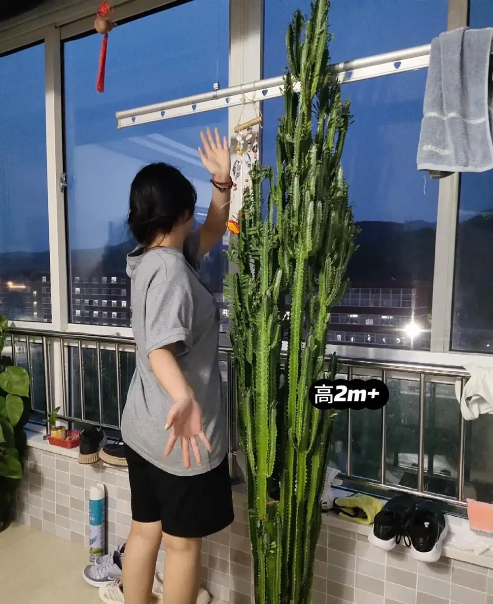 6種花能「鎮宅」,家中放一盆,安全感爆棚,吉祥還好養!