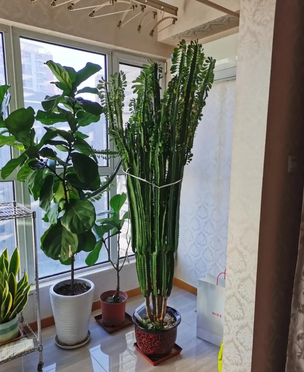 6種花能「鎮宅」,家中放一盆,安全感爆棚,吉祥還好養!