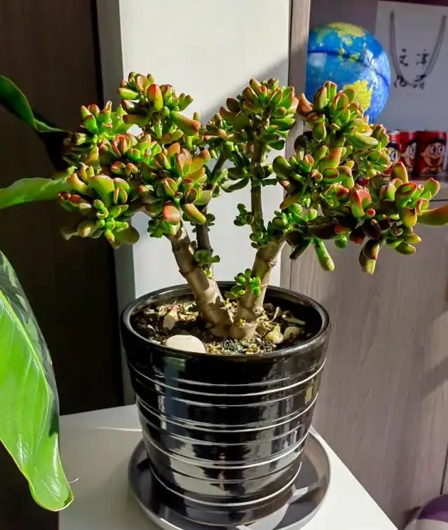 6種花能「鎮宅」,家中放一盆,安全感爆棚,吉祥還好養!