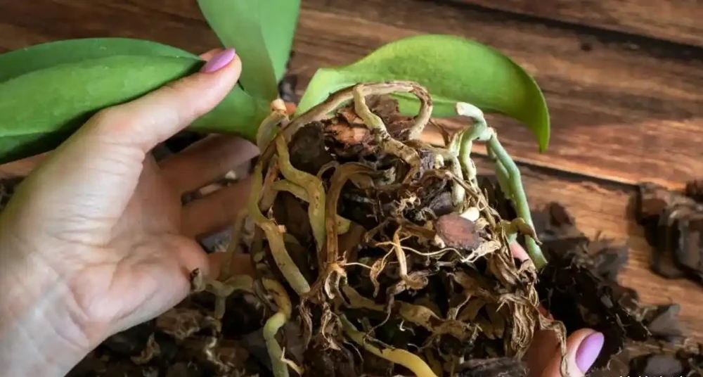 新手養蝴蝶蘭常遇到的問題,腐根、黃葉、掉花和不開花怎麼解救
