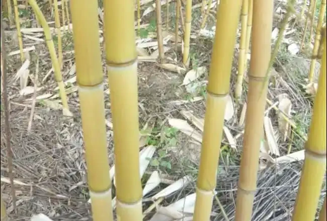<a href='https://www.lvbad.com/zhumiaozhuzi/3456.html' target='_blank'>黃竹</a>