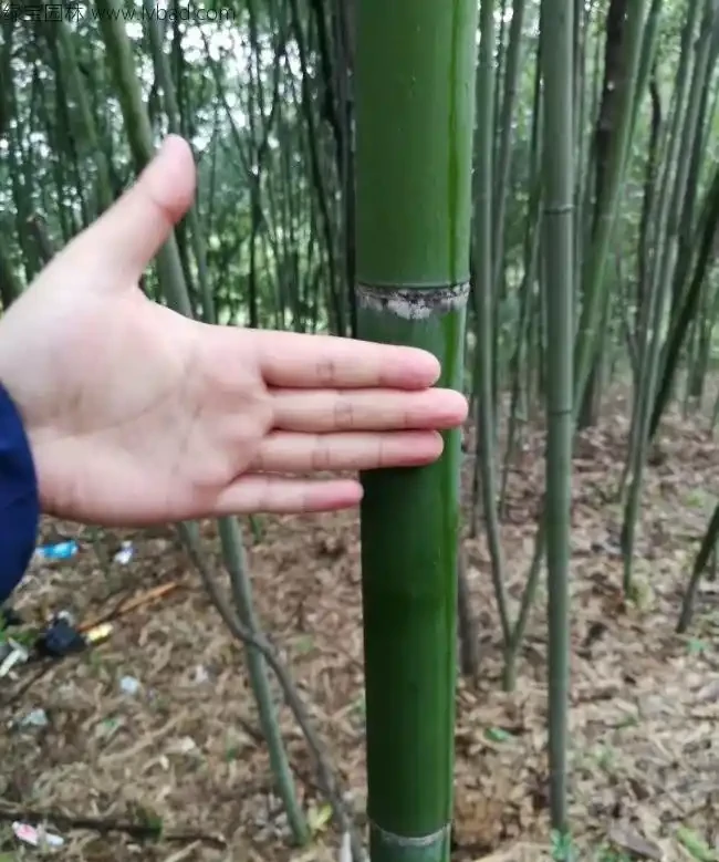 <a href='https://www.lvbad.com/linmuzhongzi/2256.html' target='_blank'>楠竹</a>