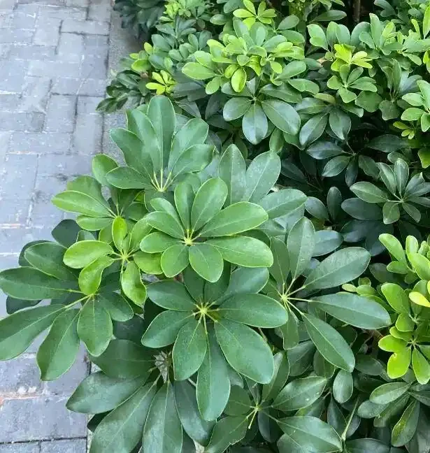 10塊一盆的鴨腳木,擺在客廳,1週一次水,長得賊旺盛!
