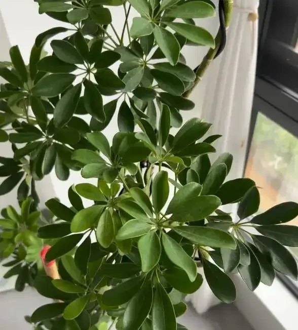 10塊一盆的鴨腳木,擺在客廳,1週一次水,長得賊旺盛!