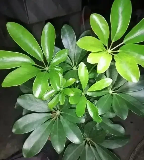 10塊一盆的鴨腳木,擺在客廳,1週一次水,長得賊旺盛!