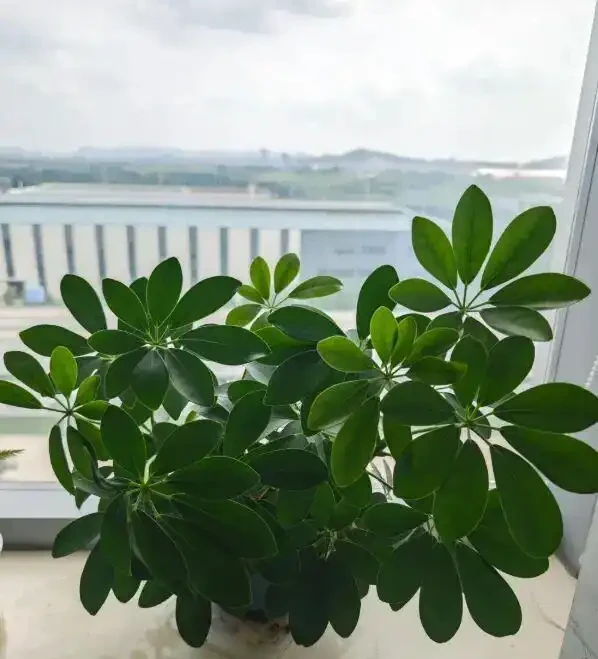 10塊一盆的鴨腳木,擺在客廳,1週一次水,長得賊旺盛!