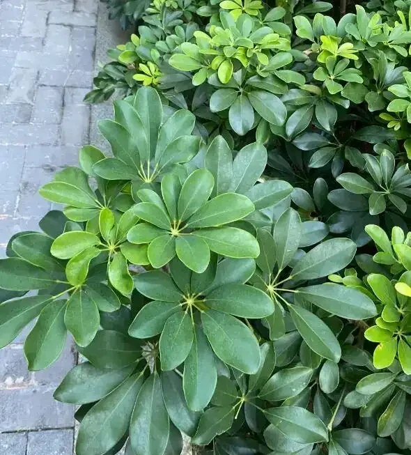 10塊一盆的鴨腳木,擺在客廳,1週一次水,長得賊旺盛!