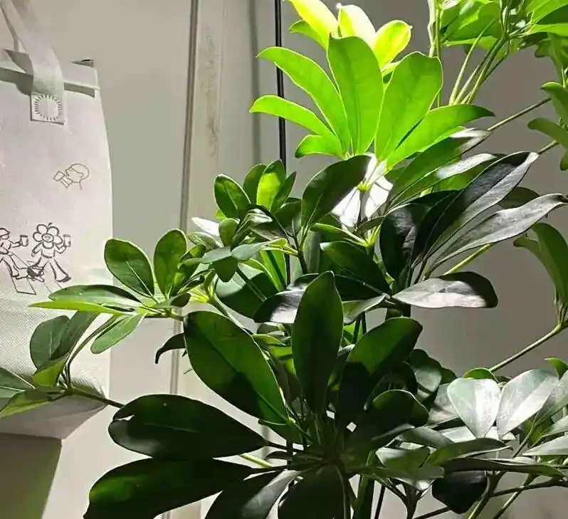 10塊一盆的鴨腳木,擺在客廳,1週一次水,長得賊旺盛!