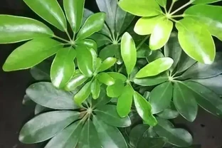 10塊一盆的鴨腳木，擺在客廳，1週一次水，長得賊旺盛！