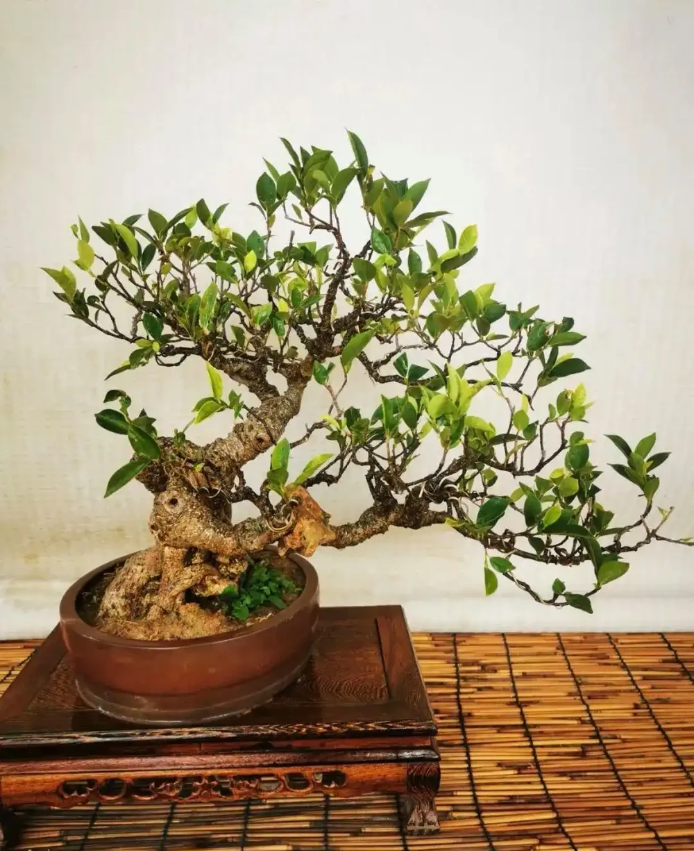 插枝┃榕樹枝條變新植株,2 個月,就能看到培養土表面冒出新小芽!