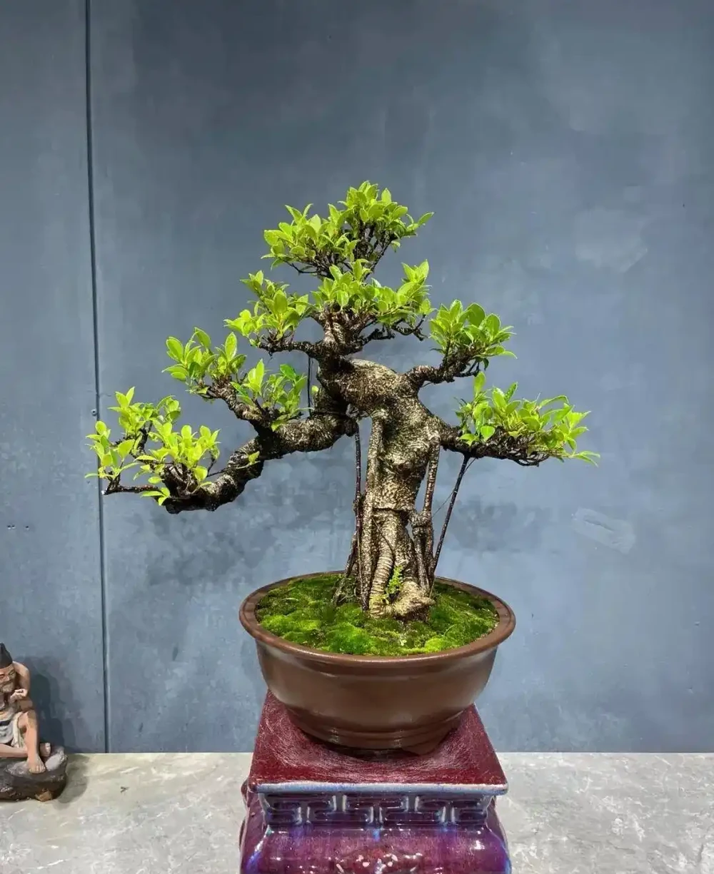 插枝┃榕樹枝條變新植株,2 個月,就能看到培養土表面冒出新小芽!