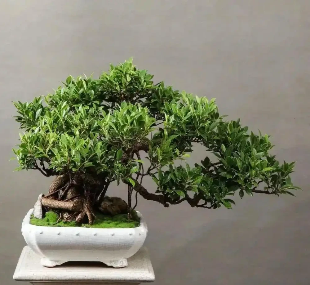 插枝┃榕樹枝條變新植株,2 個月,就能看到培養土表面冒出新小芽!
