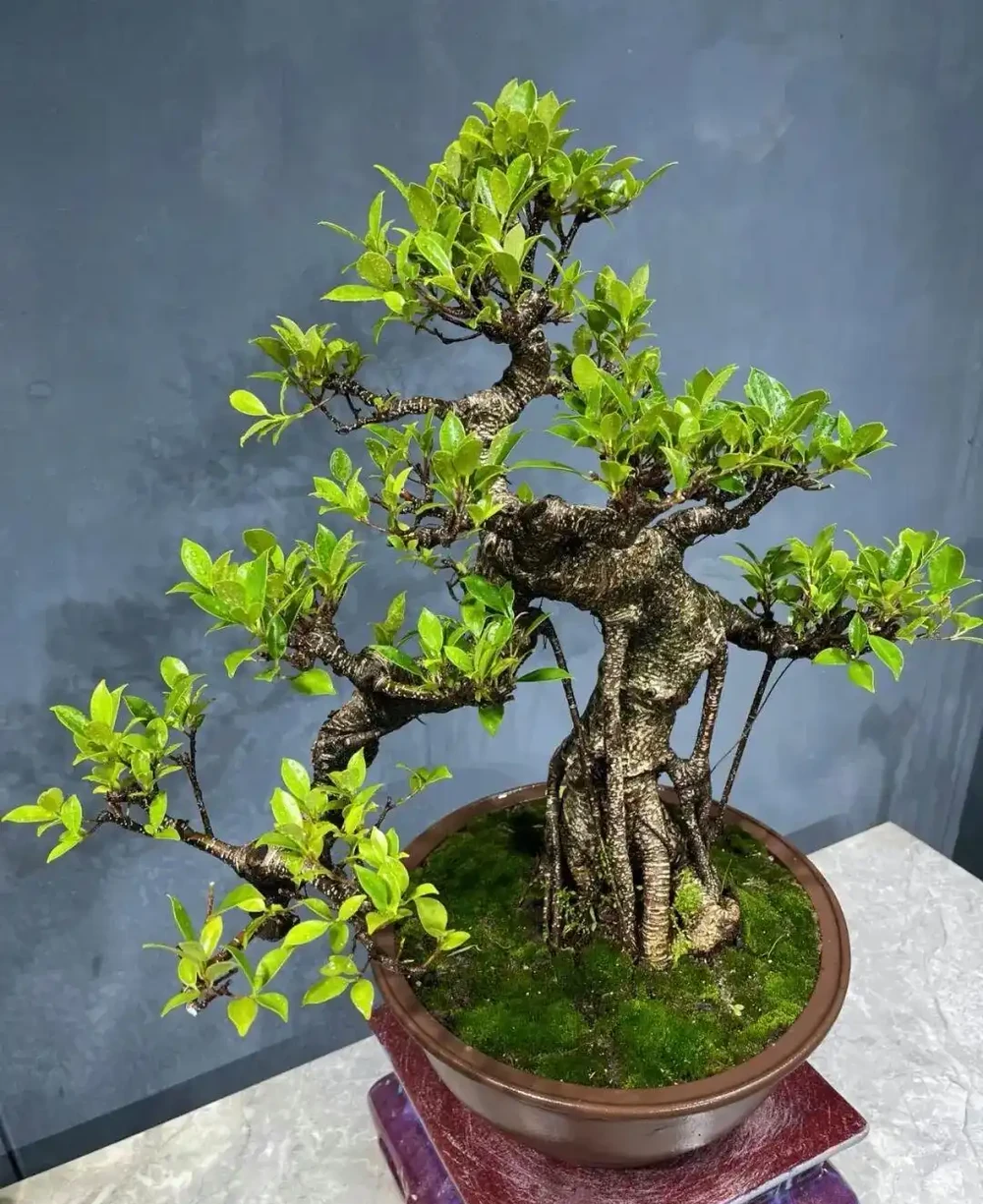 插枝┃榕樹枝條變新植株,2 個月,就能看到培養土表面冒出新小芽!