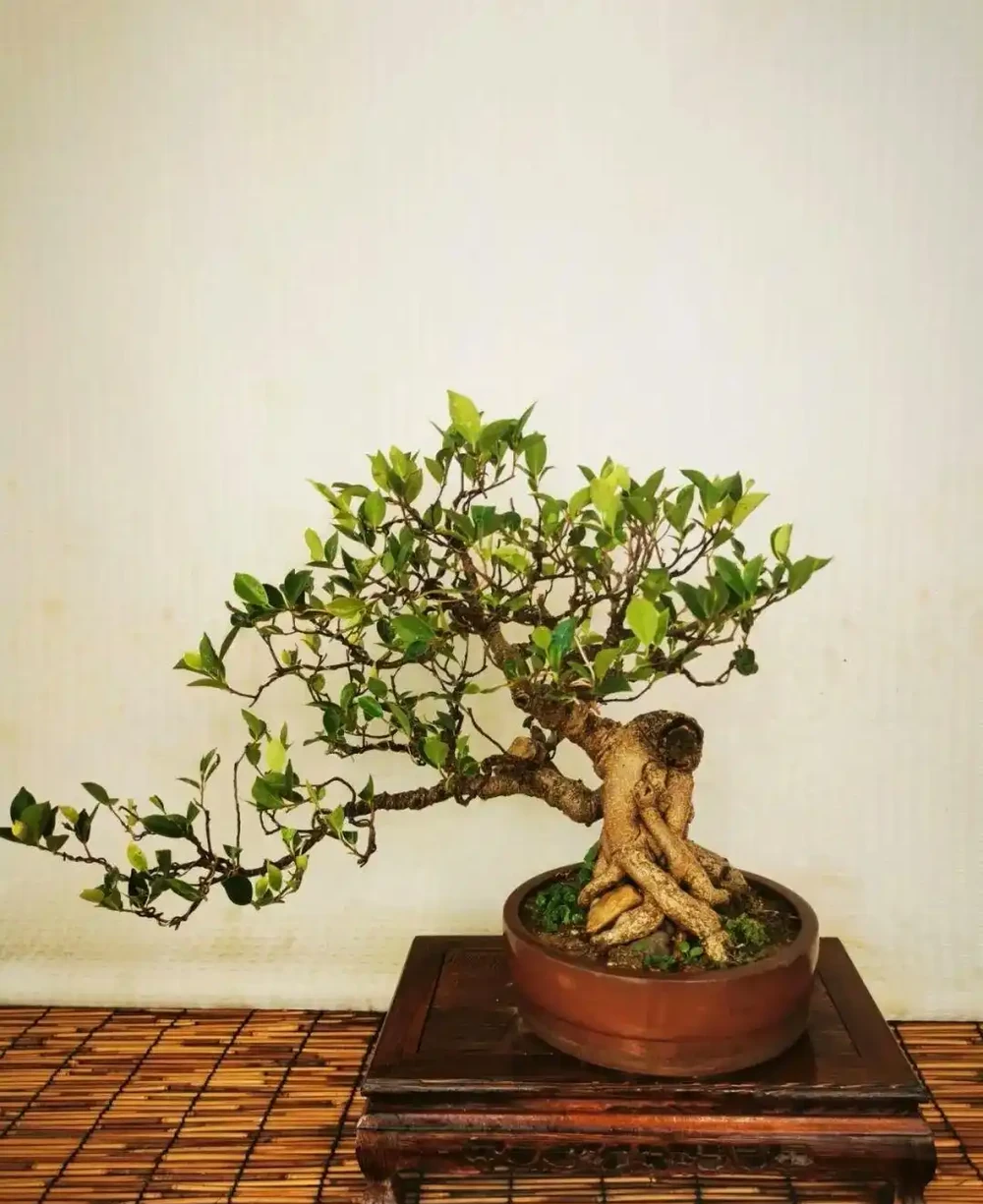 插枝┃榕樹枝條變新植株,2 個月,就能看到培養土表面冒出新小芽!