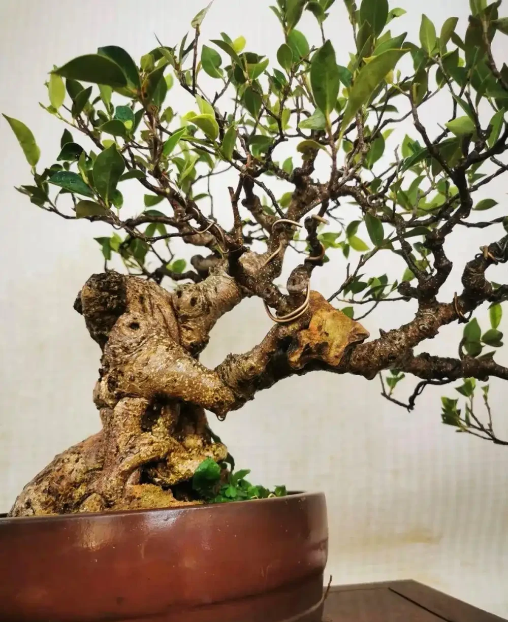 插枝┃榕樹枝條變新植株,2 個月,就能看到培養土表面冒出新小芽!